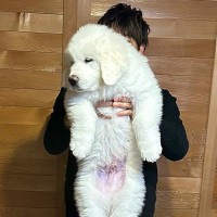 ぬいぐるみサイズだった生後2ヶ月の赤ちゃん犬→10ヶ月後…「デカすぎるｗｗ」「何倍だよ」同じ犬と思えない『衝撃の成長』に3万いいね集まる