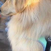 水族館でテンションMAXだった犬→『イルカショー』を目前に疲れ果てて…子供のような『電池切れ』に25万いいね「寝落ちｗｗ」「起きて…！」