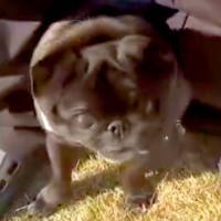 ドッグランにきた犬→周りのワンコたちに馴染めずに…まるで『小さな子どものような行動』に反響「安心な場所なんだね」「笑顔なの可愛い」