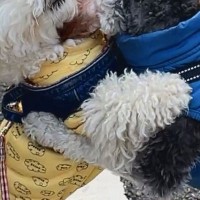 『親友のワンコ』に会えない日々が続いた犬→ニオイを辿って家を…『衝撃の展開』が106万表示「警察犬なれるｗ」「特定班で草」驚きと絶賛の声