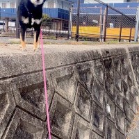 壁に登って歩いていた犬→気付いたら『高い所』まで行ってしまい…困り果てた『表情』に2万いいね「抱っこで降ろしてって顔で草」「可愛すぎｗ」