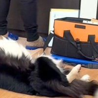 インターホンの工事で業者さんが家にやってきた結果→仕事にならない『まさかの光景』が20万再生「名残惜しそうｗｗ」「わしゃわしゃしたい」