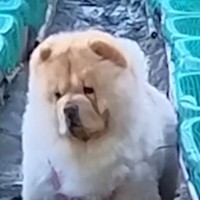 男性が『大型犬』と一緒に仕事場へ→ふと様子を見ると…どんくさ過ぎる『まさかの悲劇』が27万再生「愛おしすぎ」「温度差に笑ったｗｗ」と爆笑