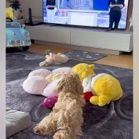 テレビでニュース番組を見る犬→アナウンサーが『こんにちは』と言うと…愛おしいリアクションが58万再生「人間の言葉わかってる」「癒された」