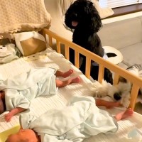 『双子の赤ちゃん』が産まれたら、犬たちが興味津々になって…可愛いが渋滞している『見守り隊』に反響「なんて微笑ましい」「みんな可愛すぎ」
