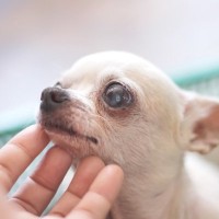冬に増える『高齢犬の止まらない咳』を考える。現役獣医が「よくある理由」を3つ解説