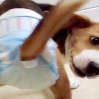 病院に行くため『オムツ』を履いた犬→想像以上に嫌がって…脱がせてもらうための『最終手段』に爆笑の声「実力行使で草」「ワンコの勝利ｗ」