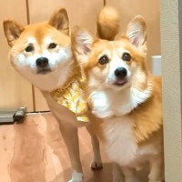 キッチンで料理をする父→犬2匹と猫が大集合して…絶対に無視できない『圧の強すぎるおねだり』が15万再生「可愛すぎ」「あげちゃうよねｗ」