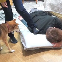 パパが痛みで悲鳴を上げたら、2匹の犬がやってきて…家族愛あふれる『優しい行動』に感動の声「本当に賢い」「ウルウルした…」「心配してる」