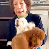 おばあちゃんを『熱烈大歓迎』する２匹の犬→おじいちゃんが帰ってくると…あからさま過ぎる『対応の差』が切ないと反響「笑った」「面白すぎる」