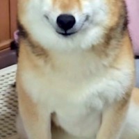 40分だけ、犬に『お留守番』を頼んだ結果→帰宅後の顔が…反則級に可愛い『まさかの表情』が24万再生「天使すぎる」「口角上がってる」と悶絶