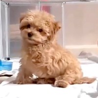 生まれつき『前足』がない保護犬→大切に育てた結果…勇気を貰える『ハンデを感じさせない現在』に反響「パワー貰った」「まるで天使みたい」