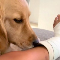 足を骨折した男の子→心配した『大型犬』がギブスを舐めた結果…辛辣過ぎる『まさかのリアクション』が94万再生「吹いたｗ」「クセになるよね」