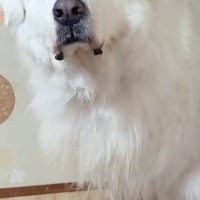 語学教室にいる超大型犬→『今日はお休みで生徒は来ない』と伝えた結果…切なすぎる『人間のような反応』が59万再生「代わりに行きたい…」
