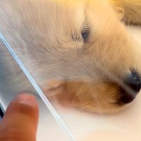 姉犬と離れ離れになった妹犬→SNSを通じて『感動の再会を果たした』と思ったら…『予想外の展開』が気まずいと爆笑「オチがｗｗ」「完璧すぎ」