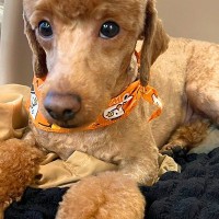 『犬を関口メンディーにしてください』とオーダーした結果→最高すぎる『髪型の仕上がり』が23万表示「吹いたｗｗ」「イケメンディー」と爆笑