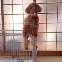 絶対にケージから脱走する犬→1万円の高い柵、屋根まで作成した結果…まさかの結末が174万再生「吹いたｗｗ」「なんて可愛い攻防戦なの」