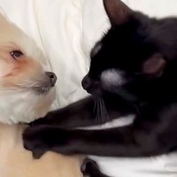 保護された黒猫を飼った結果→お迎えして『たったの2日目』で…先輩犬との『愛おしすぎるやり取り』に絶賛続々「Win-Winな関係」「尊い」