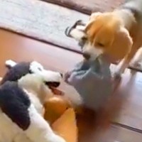 毎朝、自分の服を『ぬいぐるみ』に貸してあげる犬→まるで親友のようで…とんでもなく尊い『日課』が73万再生「健気さに涙が…」「優しいね」