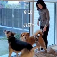 50代の独身女性が『2匹の元野犬』と一緒に過ごしたら…素敵すぎる『理想的な暮らし方』が21万再生「こんな生活に憧れる」「なんて幸せ」