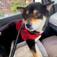 女性が車の運転中に『ひとりぼっちの迷い犬』を発見→緊急で保護して…まさかの『行動力』が119万再生「いい人に出会えた」「感動した」と称賛