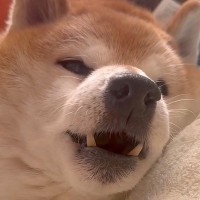 寝たきりのおじいちゃん犬→帰省した姉が『名前』を呼んだ結果…思わず涙が出る『表情の変化』が9万再生「ものすごく愛を感じる」「良い顔…」