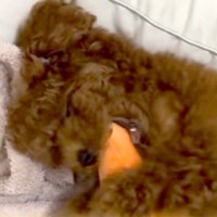 子犬に『ニンジンのぬいぐるみ』をあげた結果…数ヶ月後→あまりにも愛おしい『大切にしている光景』が17万再生「宝物だね」「成長を感じる」