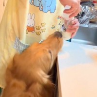 『大型犬は、哺乳瓶でミルクを飲めるのか』試してみた結果…まるで『人間の赤ちゃんのような光景』が10万再生「大きな園児ｗ」「母性爆発する」