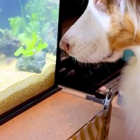 水槽を新しいものにした結果、犬がジーッと見つめて…まるで水族館の子どものような『可愛すぎる光景』が11万再生「平和だ…」「楽しそう」