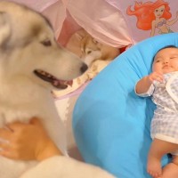 『どうしても離れたくない』赤ちゃんのことが大好きな大型犬→寝る時間になったら…愛おしいお別れの様子に反響「妹想いの兄だ」「愛に感動」