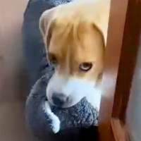 『おい、遊べ』と圧をかけてくる犬→毎回ひょっこりと出てきて…可愛すぎる『登場の仕方』が621万再生「たまらない」「エンドレスに見れる」