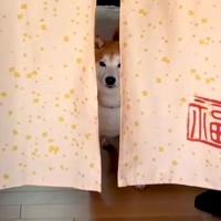 『お散歩拒否』する犬→見かねたおじいちゃんおばあちゃんが…まさかの『お年寄りの知恵』で対抗する光景が19万再生「コントで草」「可愛いｗ」