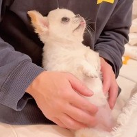 パパの膝の上にいるチワワ→話しかけてみると…上目遣いで見せた『悶絶級のお返事』が尊いと181万再生「舌チロ可愛すぎ…」「会話できてる」