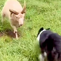 群れから離れ、攻撃的になっている羊→牧羊犬と激突して…人間顔負けな『勇敢すぎる様子』が18万再生「すごい…」「武道みたい」と称賛の声も