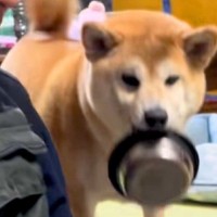 『ご飯のおかわり』を要求する犬→あまりにも雑過ぎる『催促の仕方』が愛おしいと反響「下向くとモコモコで可愛い」「作戦が成就しますようにｗ」