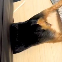 おしっこを失敗してしまった犬→思った以上にショックを受けて…とんでもない行動が232万再生「必死さが伝わるｗｗ」「平泳ぎしてて草」と爆笑