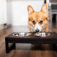 犬が短命になる『ご飯の与え方』5選　今すぐ改善すべきタブー行為や必要な配慮まで