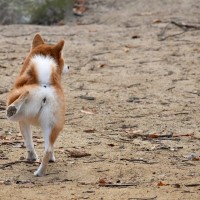 犬がウンチをした後に『地面を蹴る』のはなぜ？やめてほしい場合に飼い主ができることまで