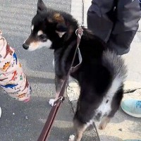 犬の散歩中『小学生たち』が遠くから駆け寄ってきて…ずっと見ていたくなる『愛おしい光景』に反響「しっぽ揺れていくの可愛い」「ほっこり」