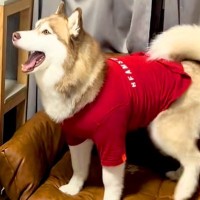 大型犬に服を着せてお留守番させた結果→帰宅後に…想定外だった『衝撃的な光景』に爆笑「ダメージ加工ｗｗ」「攻めすぎたファッションで草」