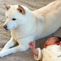 犬が初めて『赤ちゃん』と出会った結果→仲良くなれるか心配していたら…予想を裏切る『尊い様子』が12万再生「可愛いふたり」「背中ピトッ」
