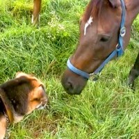 3頭の馬に囲まれた犬→まさかの方法で『仲間のフリ』をする光景が53万表示「めっちゃ見られてて笑ったｗｗ」「失敗してて草」と爆笑の声