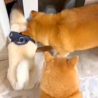 犬たちが外に出たがるので、ドアを開けた結果→『ムチムチボディの犬』だけが…コントのような展開に爆笑「グラマラスボディｗ」「挟まってて草」