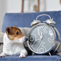 犬は人間のように『時間』がわかるの？愛犬にとっての時間の感覚や判断する方法まで