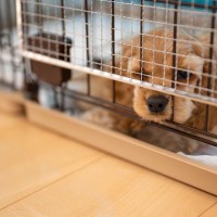 『子犬のしつけ』でやってはいけないNG行為3つ　後悔しないために絶対知っておくべきこととは？