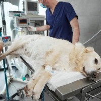 犬が誤飲すると『死ぬかもしれないモノ』4選　今すぐに病院へ行くべき危険な症状まで