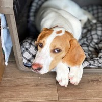 犬が『不満を抱いている』ときにみせる行動4選　ストレスを感じてしまう原因とは？