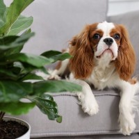 犬にとって安全な『観葉植物』5つ　おすすめの置き場所やイタズラさせない工夫まで