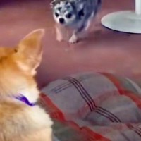 姉に『1万円を貸した』結果→ダラダラしていたら『犬』が近づいてきて…思わず吹き出す『衝撃の返金方法』が252万再生「優秀ｗ」「プロで草」