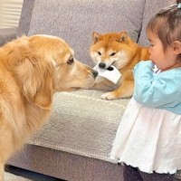 1歳の女の子が『犬に靴下を取られてしまった』結果→見かねた大型犬が…人間のような行動が17万再生「なんて優しい子」「可愛いが渋滞中」